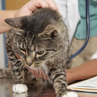 Лечение и профилактика заболеваний животных