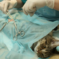 Хирургические операции животным